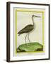 Marbled Godwit-Georges-Louis Buffon-Framed Giclee Print