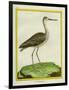 Marbled Godwit-Georges-Louis Buffon-Framed Giclee Print