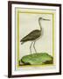 Marbled Godwit-Georges-Louis Buffon-Framed Giclee Print