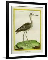 Marbled Godwit-Georges-Louis Buffon-Framed Giclee Print