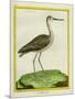 Marbled Godwit-Georges-Louis Buffon-Mounted Giclee Print