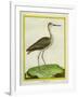 Marbled Godwit-Georges-Louis Buffon-Framed Giclee Print