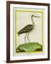 Marbled Godwit-Georges-Louis Buffon-Framed Giclee Print