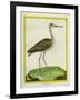 Marbled Godwit-Georges-Louis Buffon-Framed Giclee Print