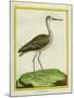 Marbled Godwit-Georges-Louis Buffon-Mounted Giclee Print