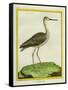 Marbled Godwit-Georges-Louis Buffon-Framed Stretched Canvas