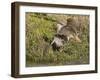 Marbled Godwits Attacks Another-Hal Beral-Framed Photographic Print