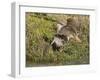 Marbled Godwits Attacks Another-Hal Beral-Framed Photographic Print