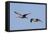 Marbled Godwits in Flight-Hal Beral-Framed Stretched Canvas