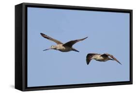 Marbled Godwits in Flight-Hal Beral-Framed Stretched Canvas