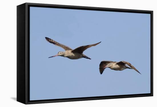 Marbled Godwits in Flight-Hal Beral-Framed Stretched Canvas