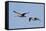 Marbled Godwits in Flight-Hal Beral-Framed Stretched Canvas