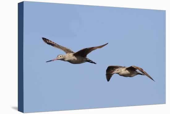 Marbled Godwits in Flight-Hal Beral-Stretched Canvas