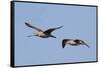 Marbled Godwits in Flight-Hal Beral-Framed Stretched Canvas