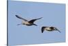 Marbled Godwits in Flight-Hal Beral-Stretched Canvas