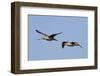 Marbled Godwits in Flight-Hal Beral-Framed Photographic Print