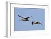 Marbled Godwits in Flight-Hal Beral-Framed Photographic Print