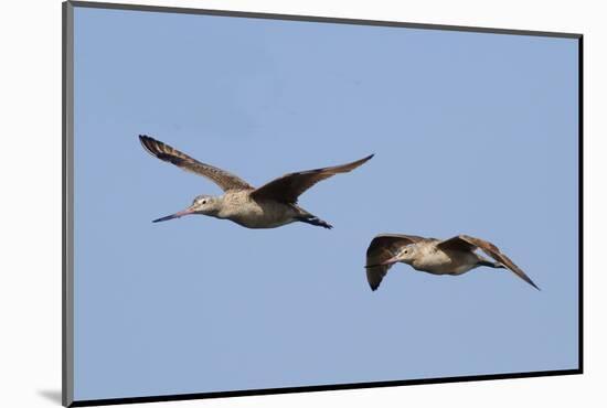 Marbled Godwits in Flight-Hal Beral-Mounted Photographic Print