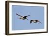 Marbled Godwits in Flight-Hal Beral-Framed Photographic Print