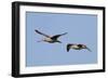 Marbled Godwits in Flight-Hal Beral-Framed Photographic Print