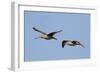 Marbled Godwits in Flight-Hal Beral-Framed Photographic Print