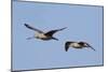Marbled Godwits in Flight-Hal Beral-Mounted Photographic Print