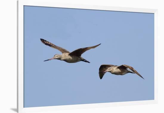 Marbled Godwits in Flight-Hal Beral-Framed Photographic Print