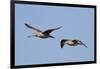 Marbled Godwits in Flight-Hal Beral-Framed Photographic Print