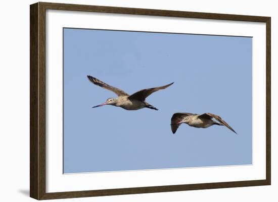 Marbled Godwits in Flight-Hal Beral-Framed Photographic Print