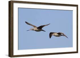 Marbled Godwits in Flight-Hal Beral-Framed Photographic Print