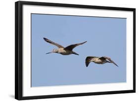 Marbled Godwits in Flight-Hal Beral-Framed Photographic Print