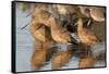 Marbled Godwits-Hal Beral-Framed Stretched Canvas