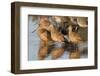 Marbled Godwits-Hal Beral-Framed Photographic Print