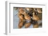 Marbled Godwits-Hal Beral-Framed Photographic Print