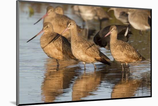 Marbled Godwits-Hal Beral-Mounted Photographic Print