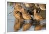 Marbled Godwits-Hal Beral-Framed Photographic Print