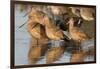 Marbled Godwits-Hal Beral-Framed Photographic Print