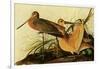 Marbled Godwits-John James Audubon-Framed Giclee Print