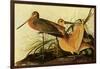 Marbled Godwits-John James Audubon-Framed Giclee Print