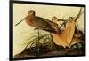 Marbled Godwits-John James Audubon-Framed Giclee Print