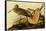 Marbled Godwits-John James Audubon-Framed Stretched Canvas