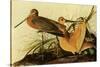 Marbled Godwits-John James Audubon-Stretched Canvas