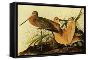 Marbled Godwits-John James Audubon-Framed Stretched Canvas