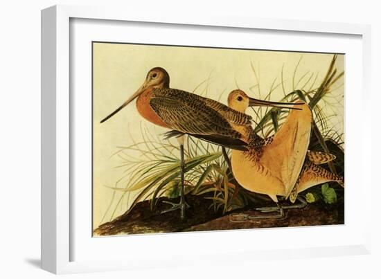 Marbled Godwits-John James Audubon-Framed Giclee Print