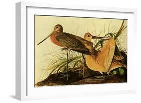 Marbled Godwits-John James Audubon-Framed Giclee Print