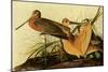 Marbled Godwits-John James Audubon-Mounted Giclee Print