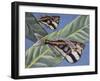 Marbled Hatchetfish (Carnegiella Strigata), Gasteropelecidae-null-Framed Giclee Print