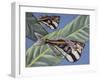 Marbled Hatchetfish (Carnegiella Strigata), Gasteropelecidae-null-Framed Giclee Print