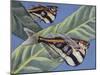 Marbled Hatchetfish (Carnegiella Strigata), Gasteropelecidae-null-Mounted Giclee Print