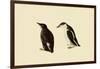 Marbled Murrelets-John James Audubon-Framed Giclee Print